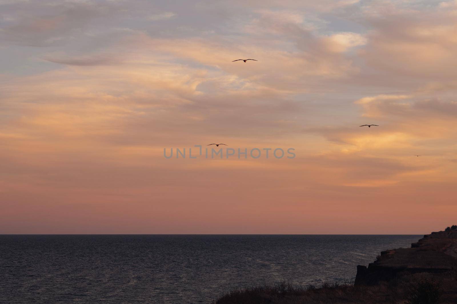 Evening Landscape After Sunset, Seagulls Flying Over Sea on Horizon
