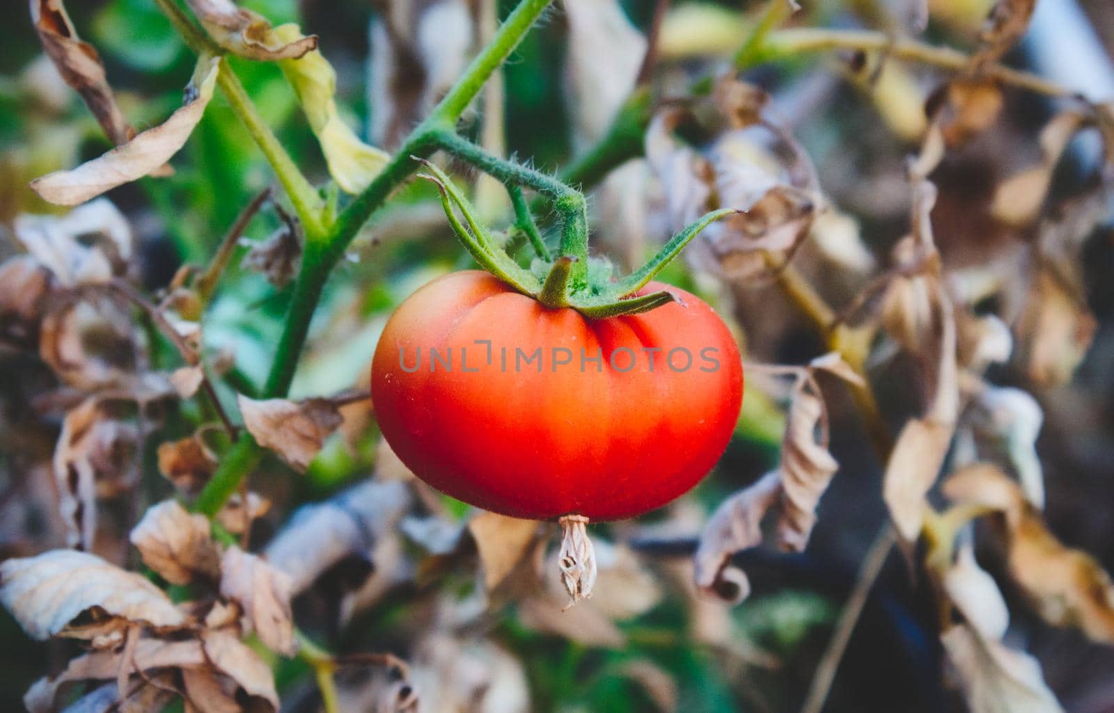 A single, bright red tomato hanging from a green stalk by tennesseewitney