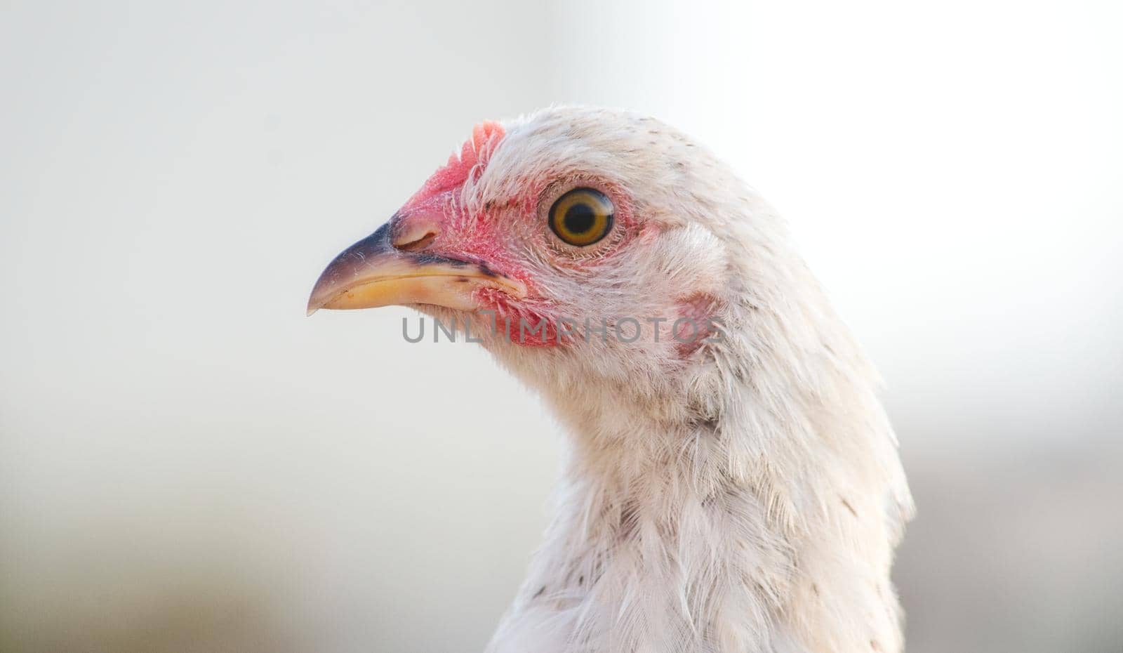 Close-up of white hen with blurred bright background
