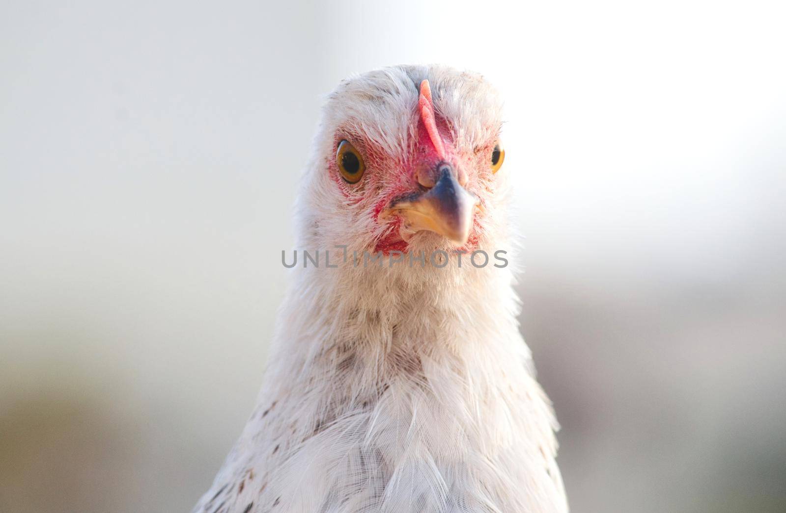 White hen looking directly at camera with an angry expression