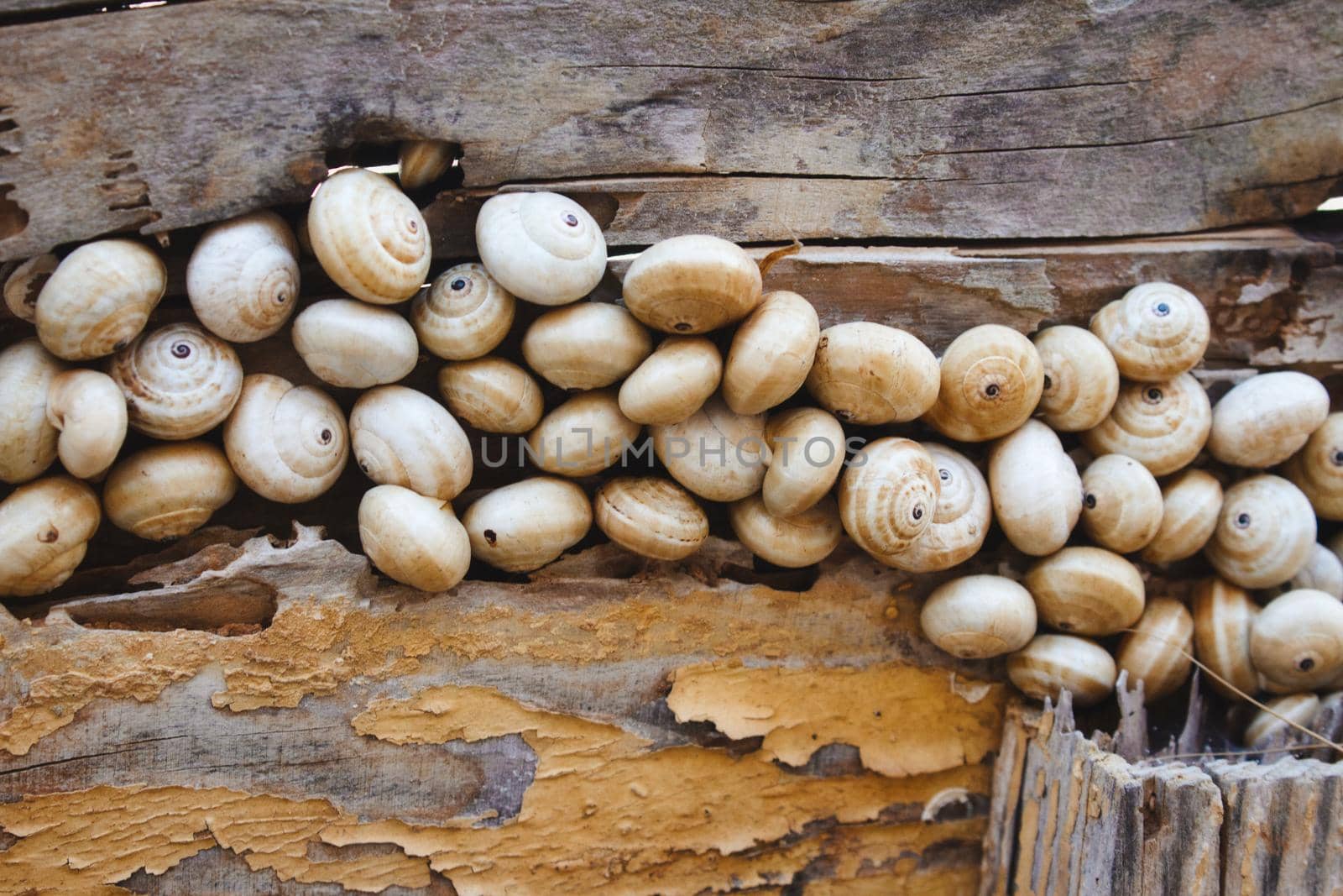 A group of many snails clustered together on a wooden plank fence