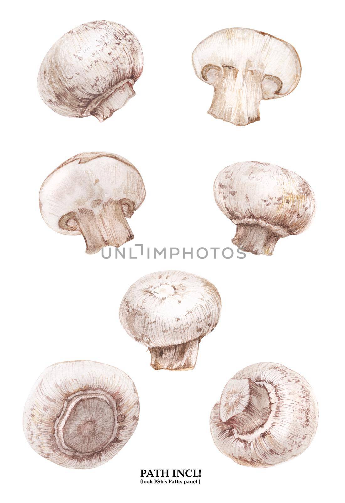 Watercolor botanical illustration. Champignons on a white background, path included.