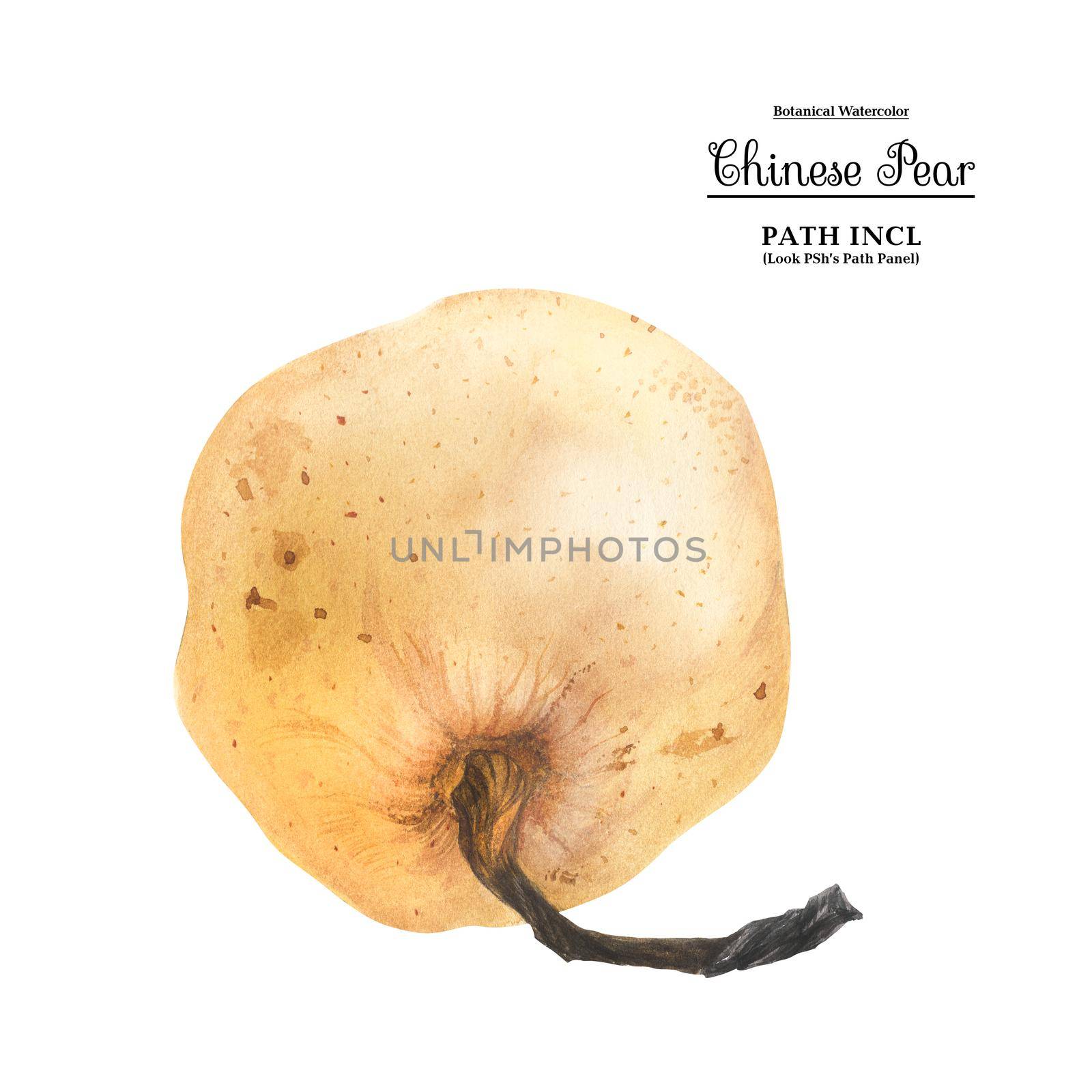 Watercolor botanical illustration. Chinese pear on a white background, path included.