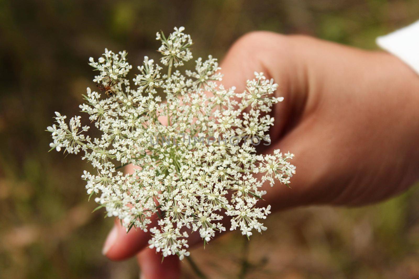 Female hand holding a white Queen Anne's Lace flower in the forest