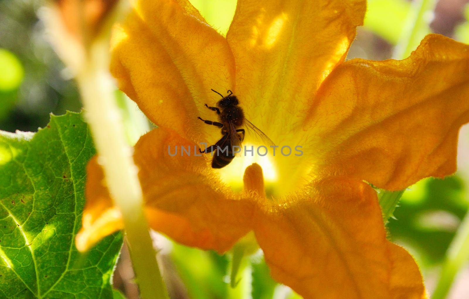 Bee collecting pollen from a big yellow flower silhouetted by the glow of the sun