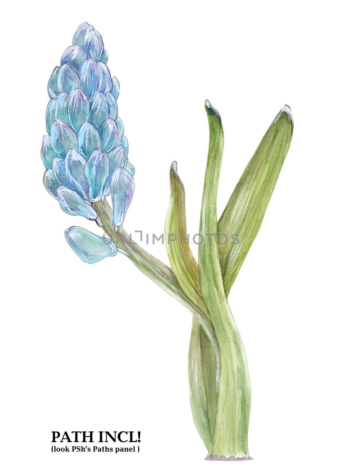 Watercolor botanical illustration. Hyacinth on a white background, path included.
