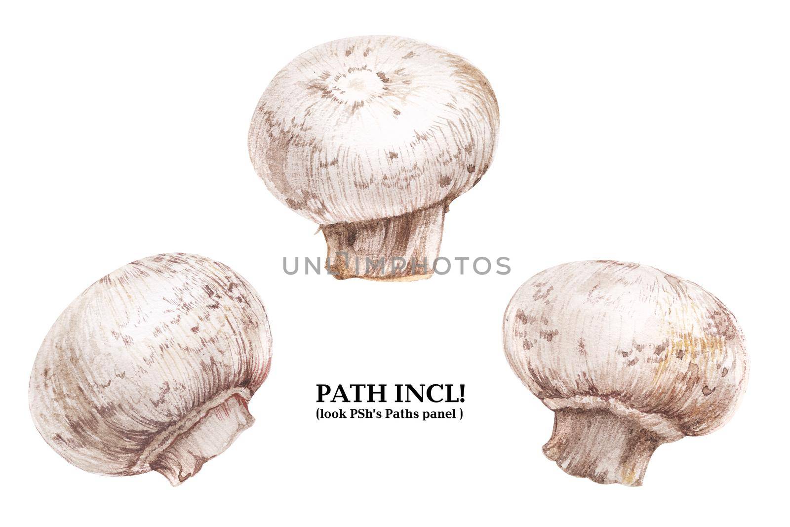 Watercolor botanical illustration. Three champignons on a white background, path included.