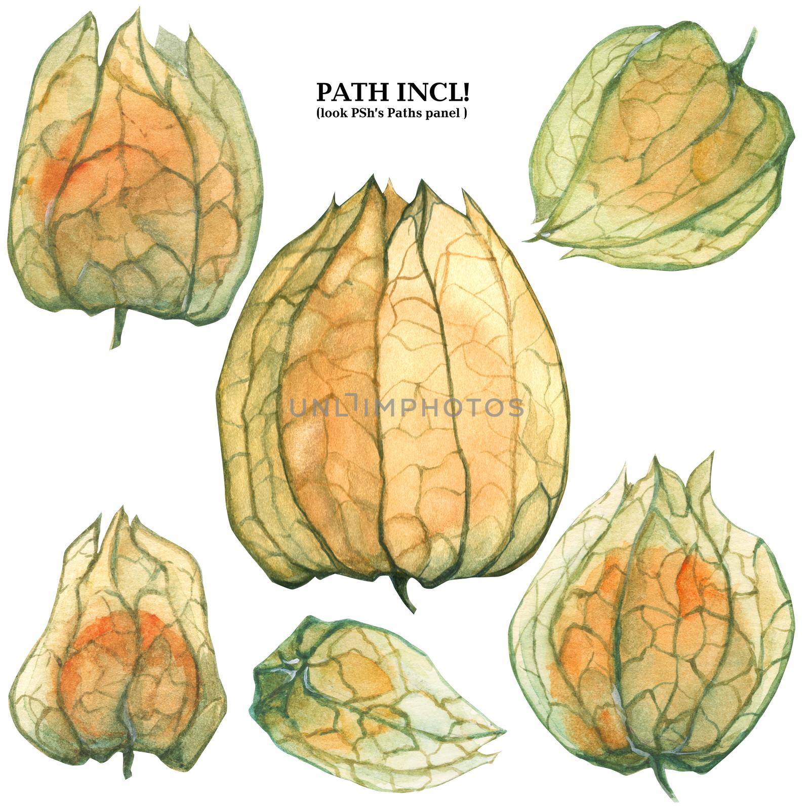 Botanical Watercolor Isolated Physalis. Path included