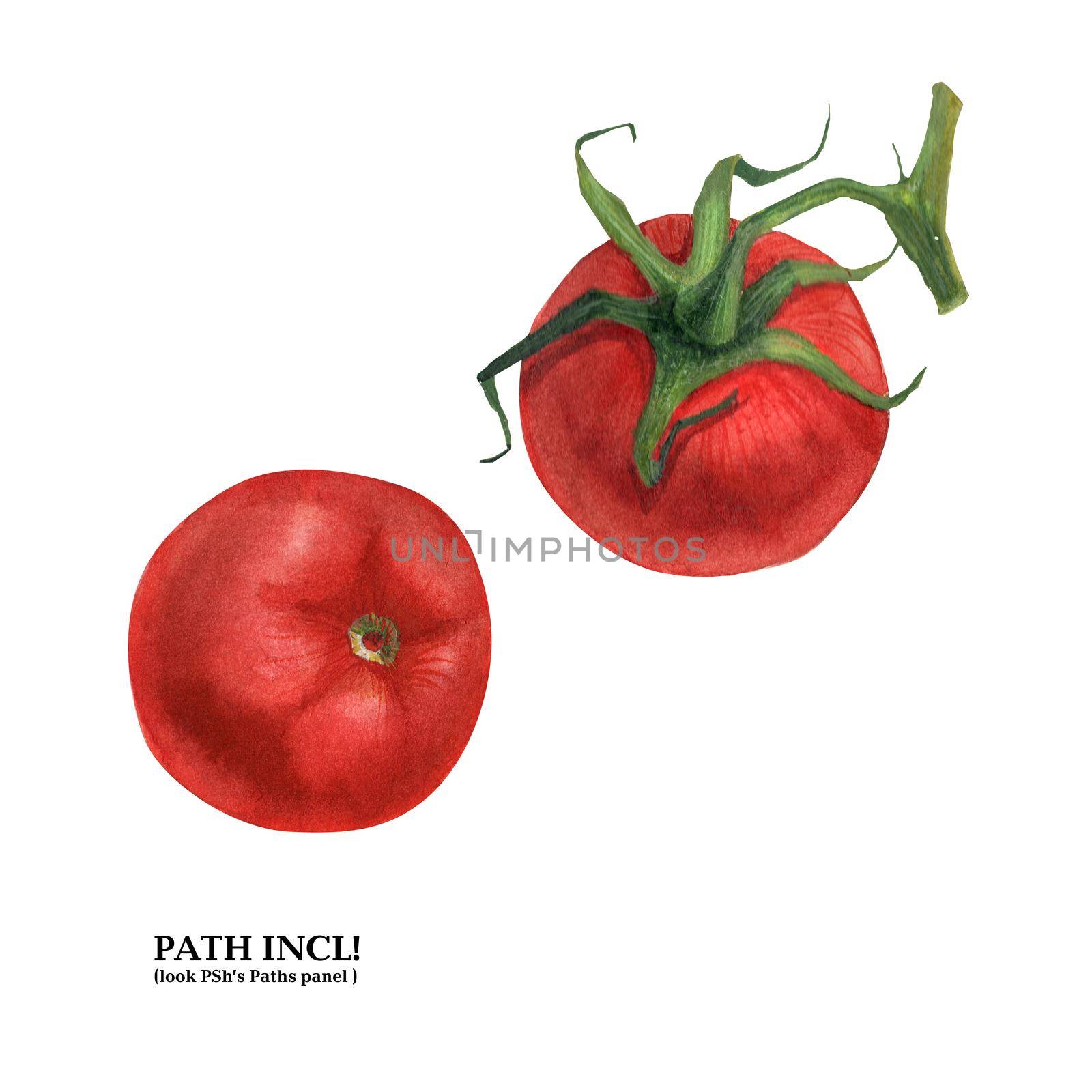 Watercolor botanical illustration. Tomatoes on a white background, path included.