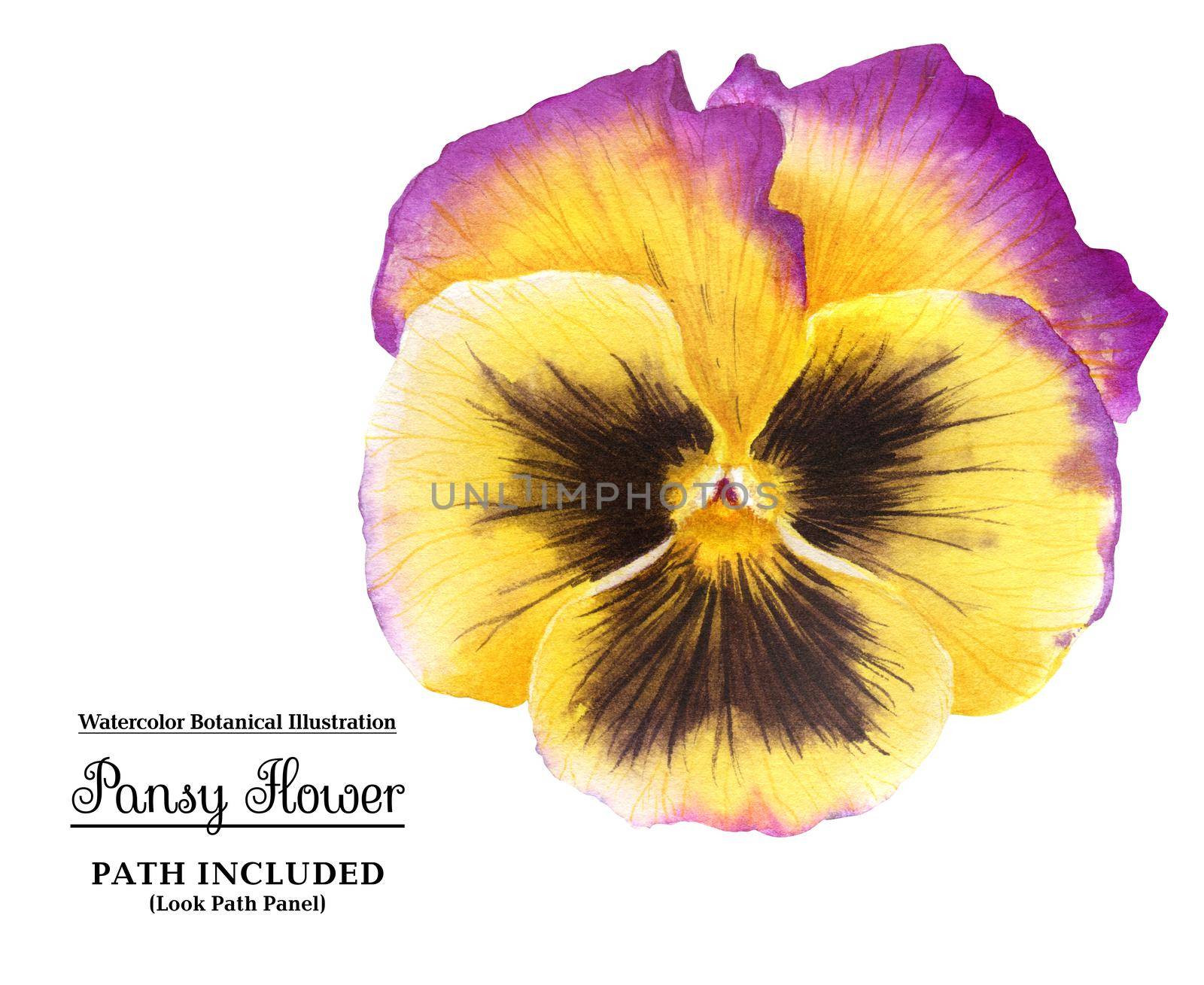 Modern botanical watercolor illustration Yellow pink pansy flower on a white background. Isolated, path included