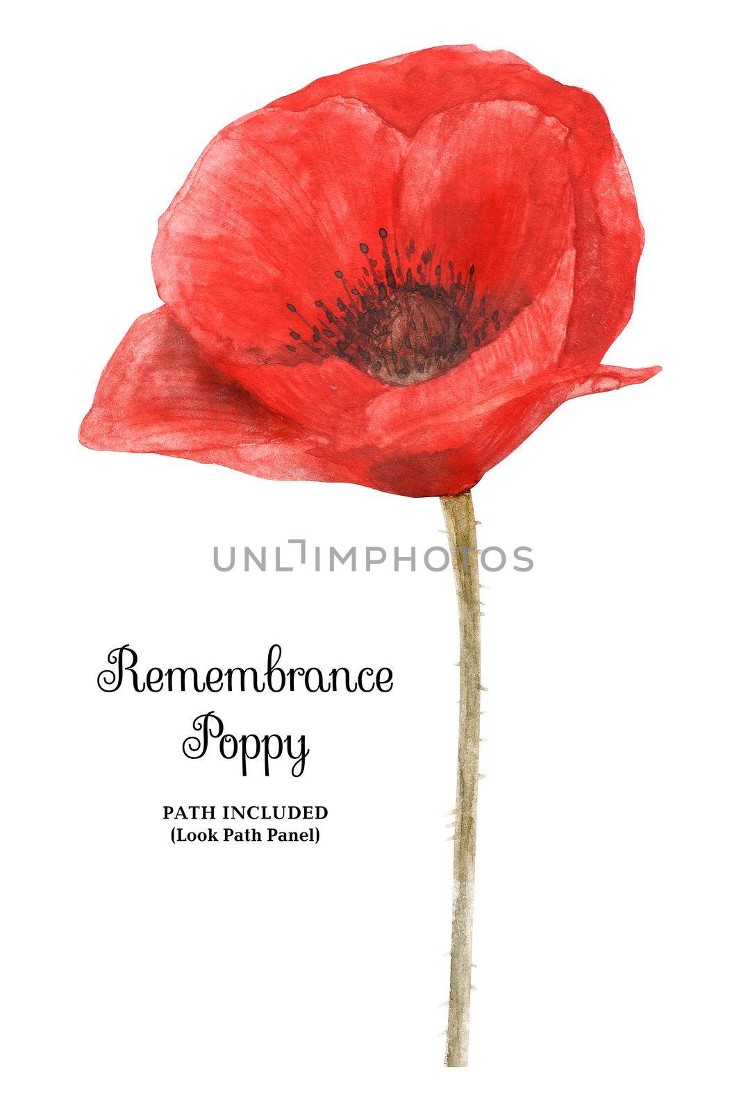 Watercolor botanical illustartion. Remembrance Poppy, symbol of 11 November. White background, path included