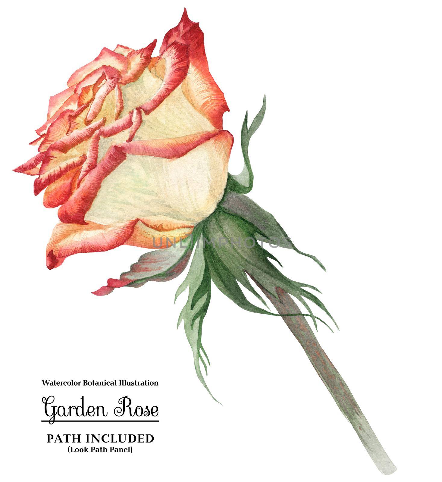 Modern watercolor botanical illustration. Cream-Red Rose. Isolated, path included