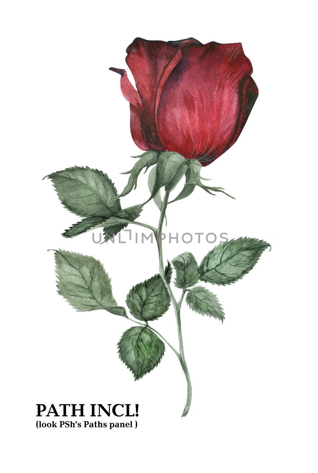 Botanical Watercolor Rose Isolated Branch. Path included