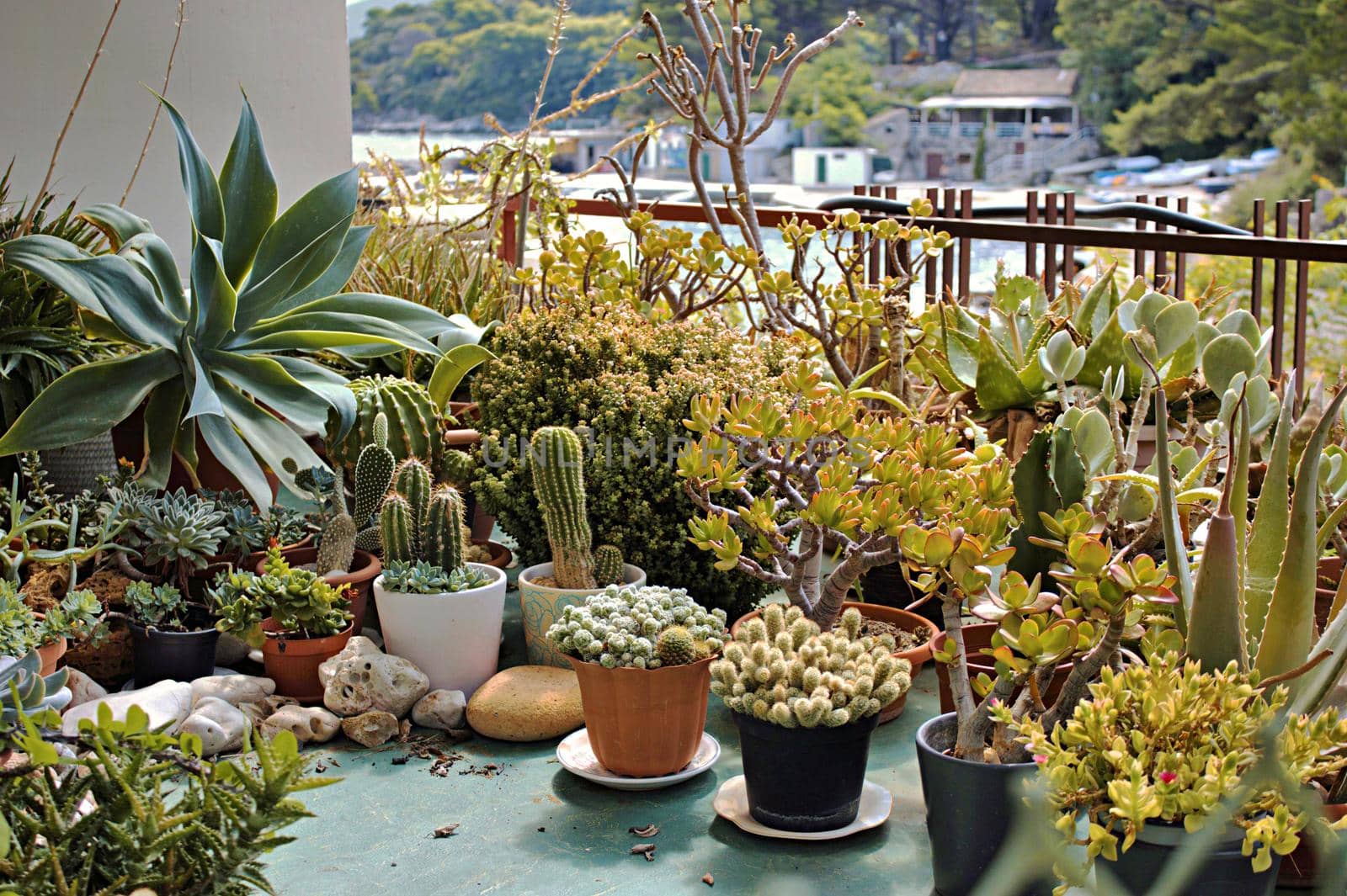 Cactus garden on a Mediterranean island