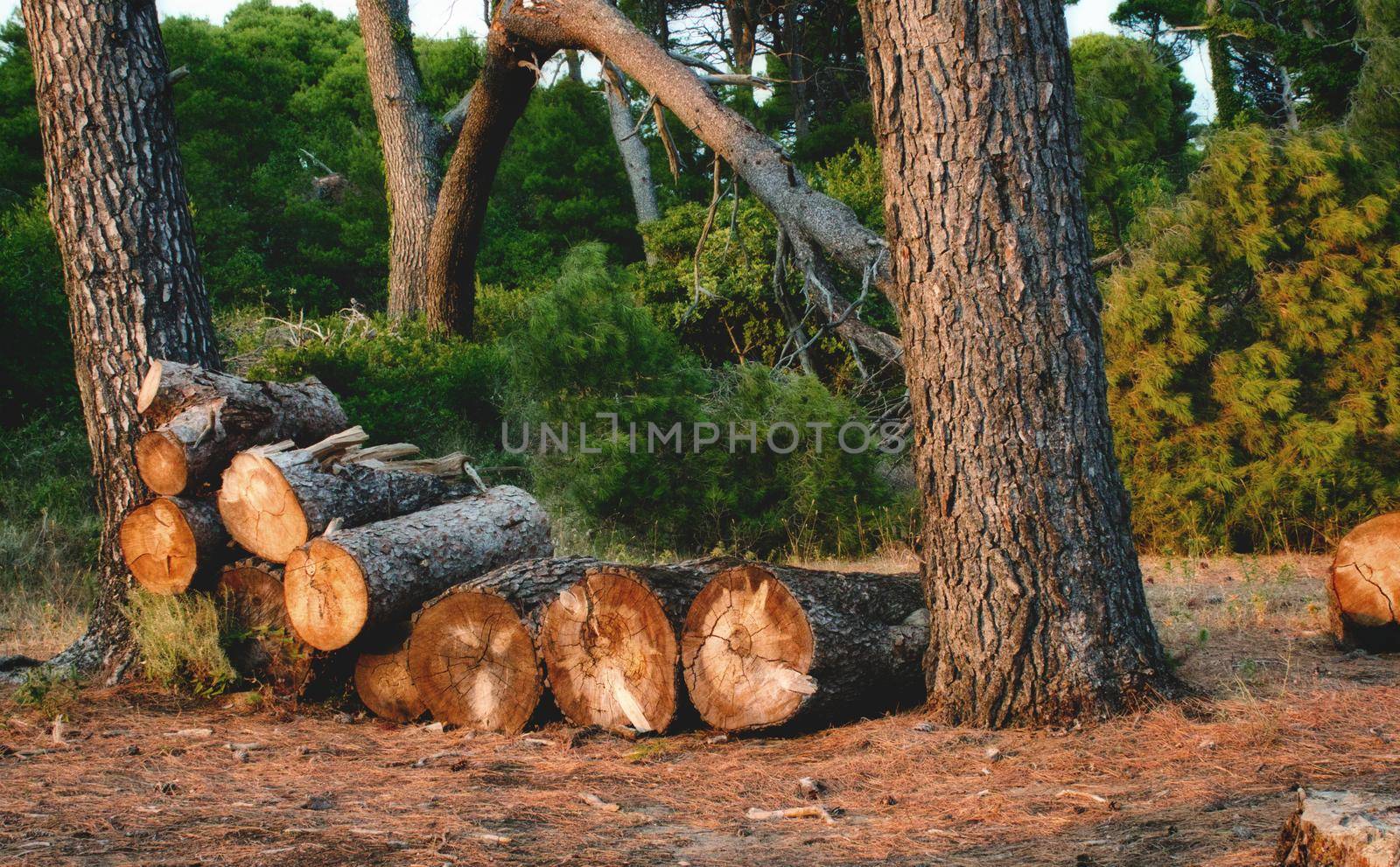 Tree trunks stacked in a pile in a forest for firewood