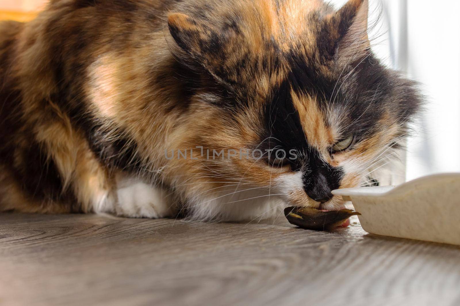 Portrait of ginger cat eating fish close up