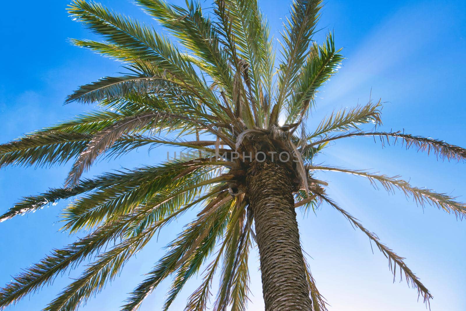 A single palm tree against a clear blue sky with the sun's rays coming through the leaves