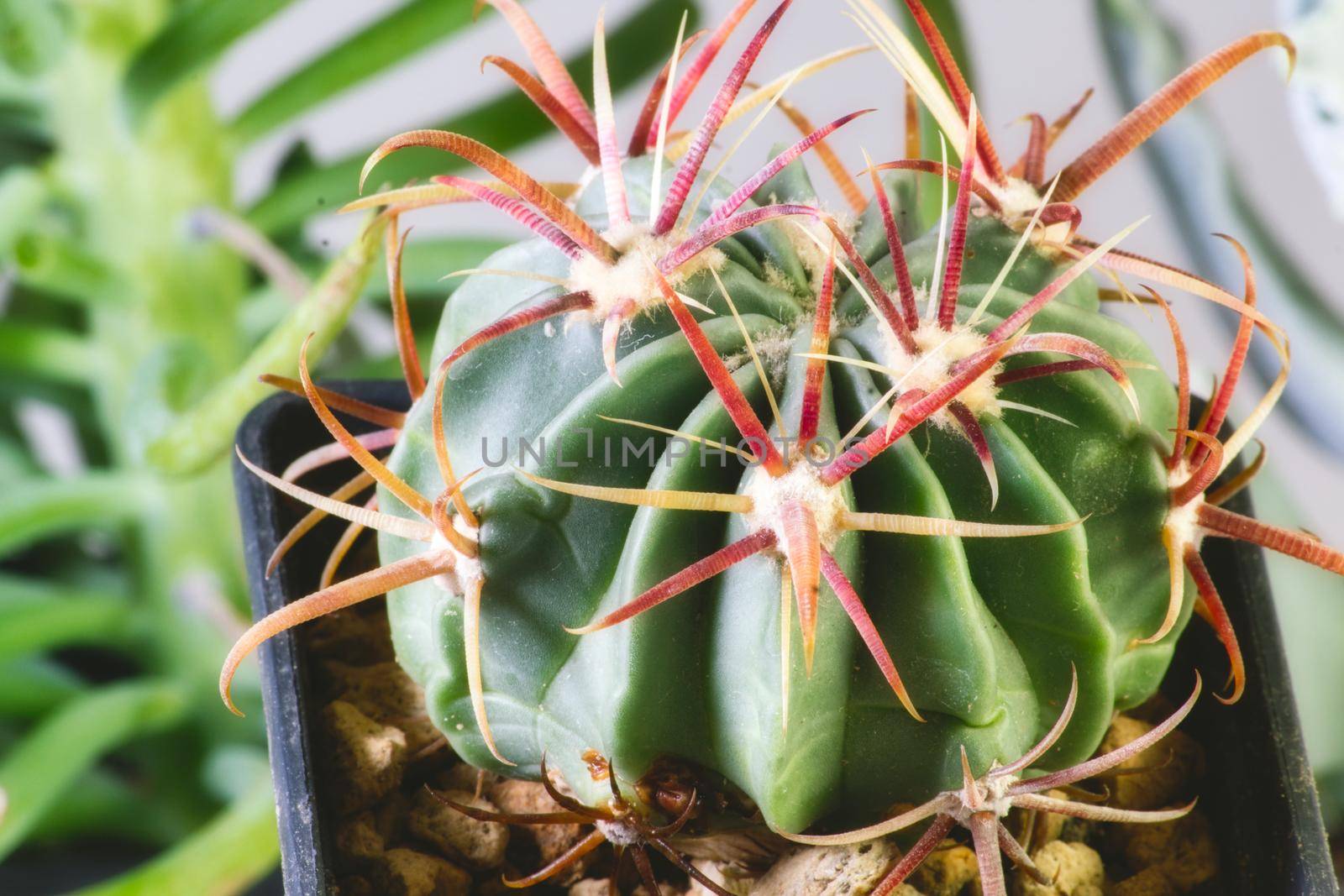 Ferocactus latispinus - a species of barrel cactus native to Mexico