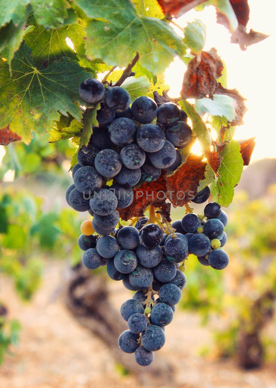 A bunch of black purple grapes hanging from a vine with the glowing light of the setting Mediterranean sun in the background