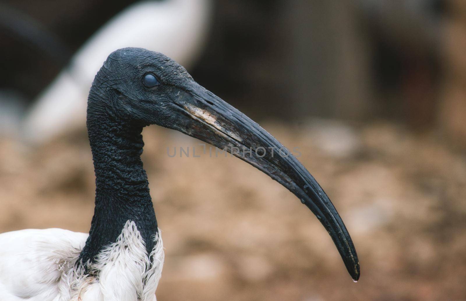 African sacred ibis long billed bird