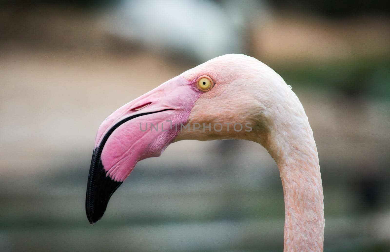 Close-up portrait of a pink flamingo