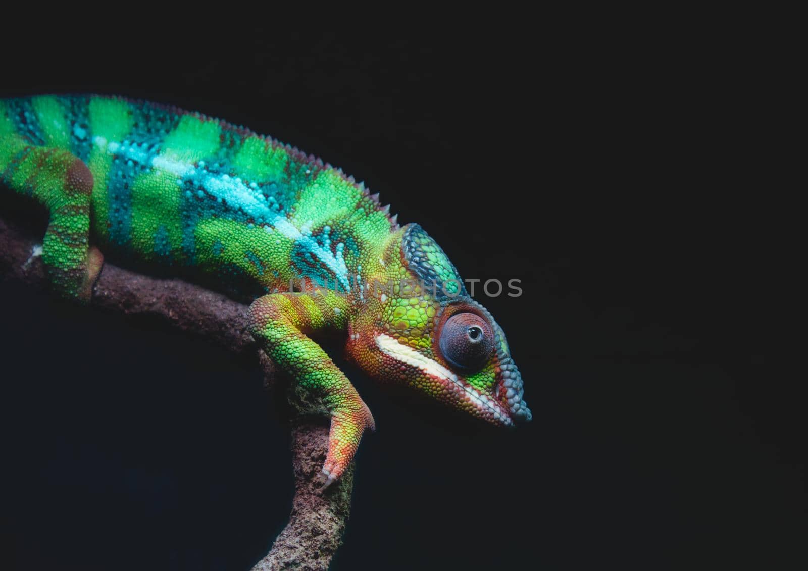 Close-up portrait of a brightly colored Panther chameleon (Furcifer pardalis) resting on a tree branch against a dark background