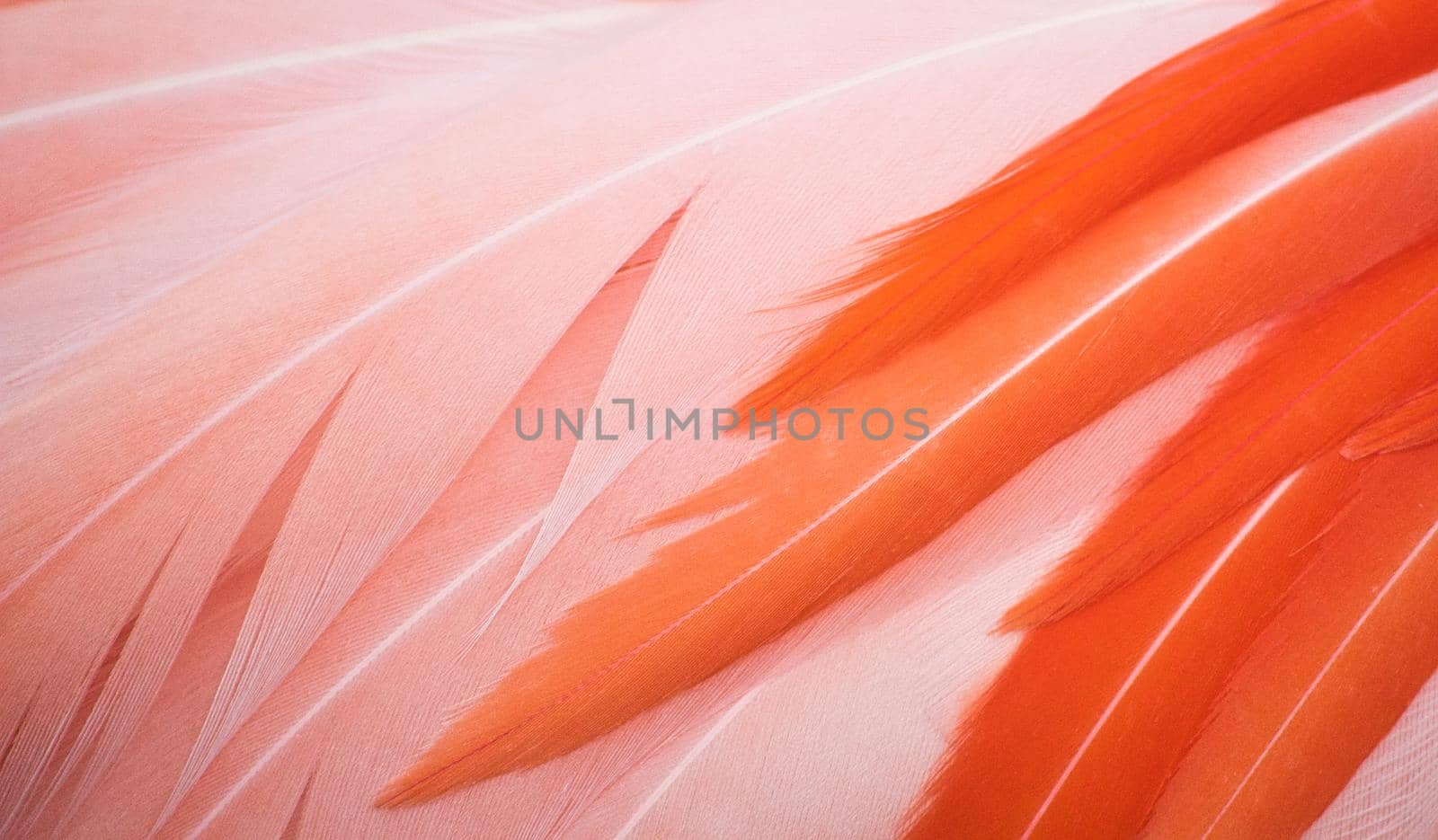 Beautiful close-up of pink and orange flamingo feathers forming a full-frame texture background