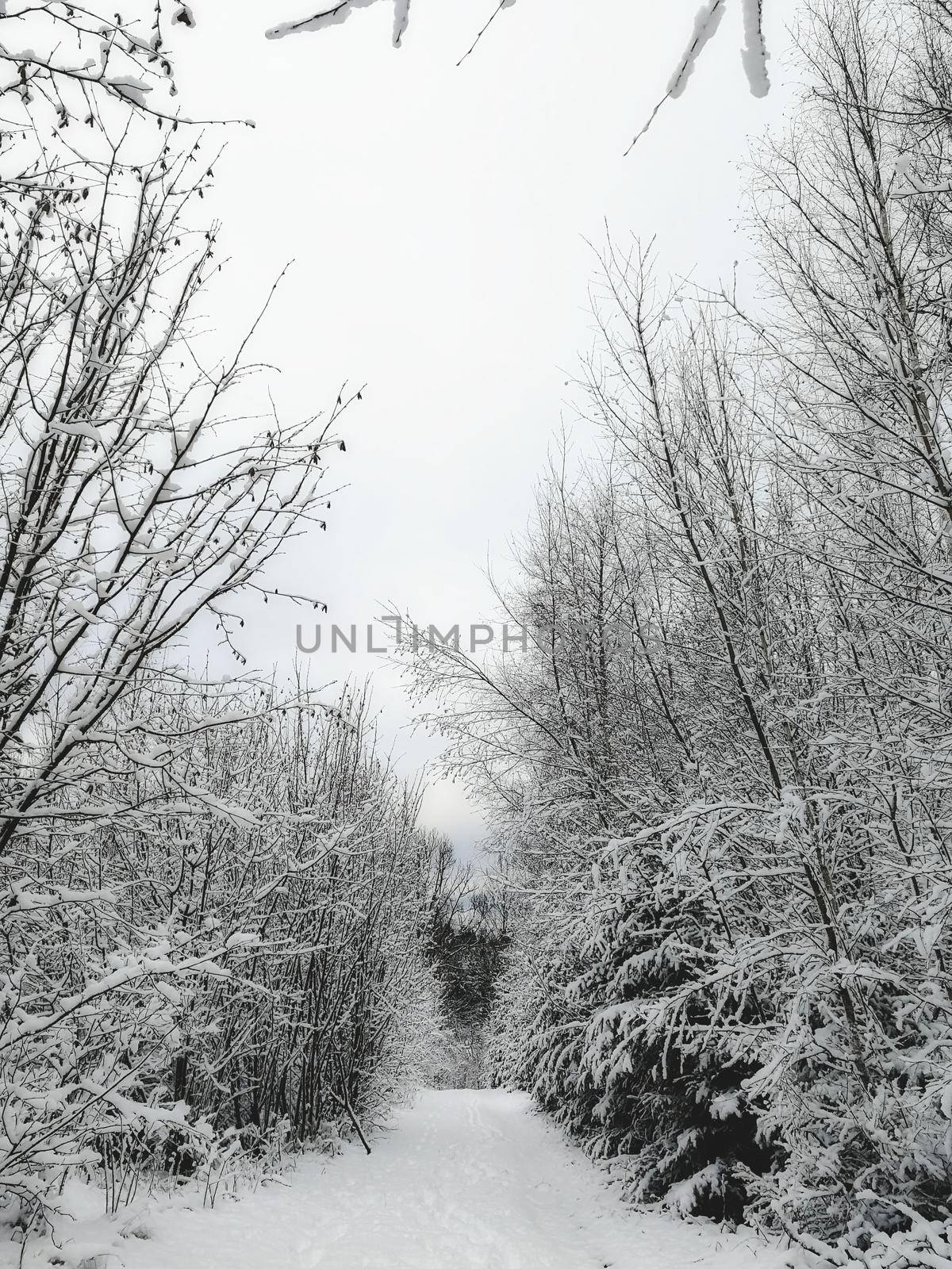 Winter scene with snow covered trees along a path in the forest by tennesseewitney