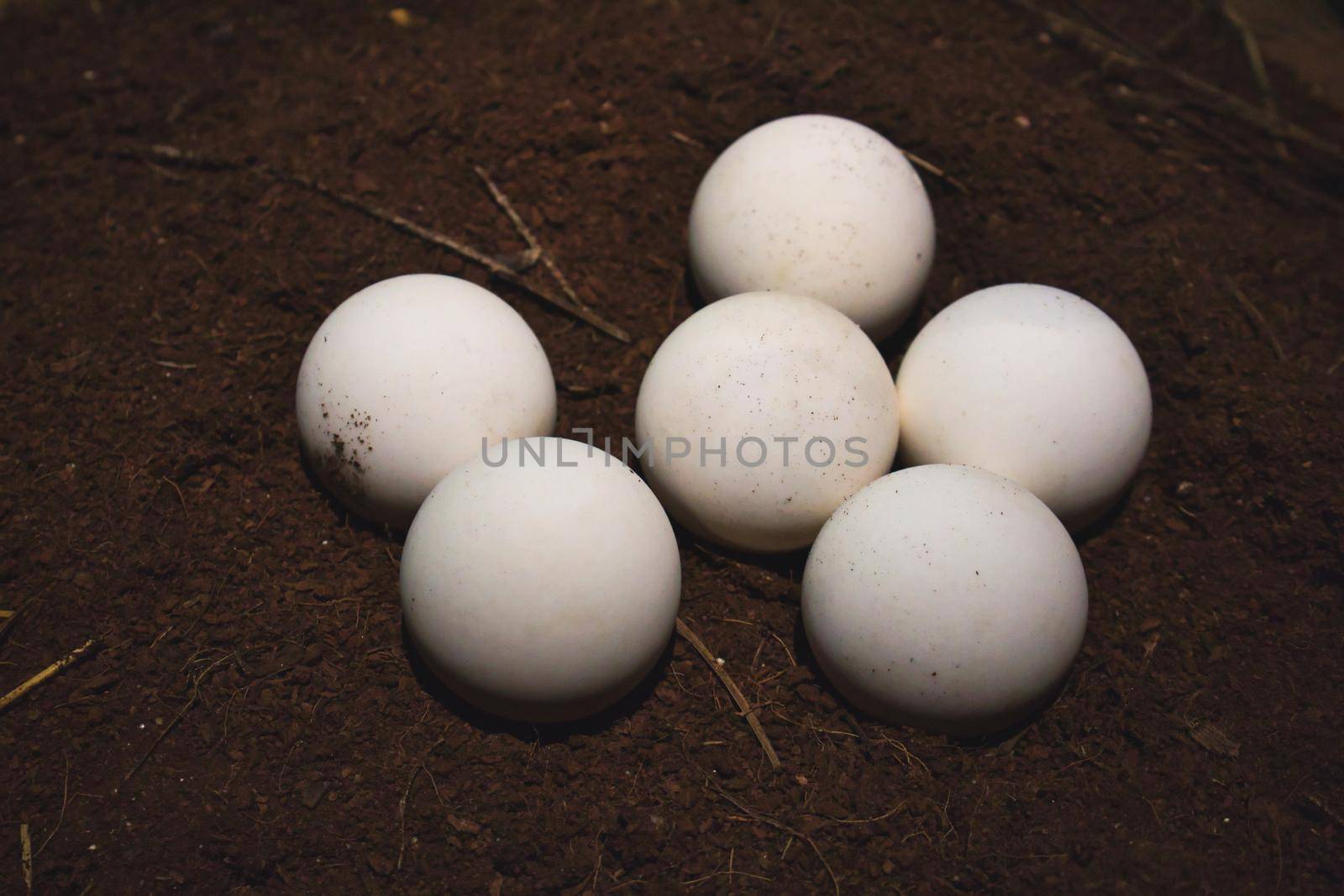 Close-up of a group of white, round turtle eggs on soil
