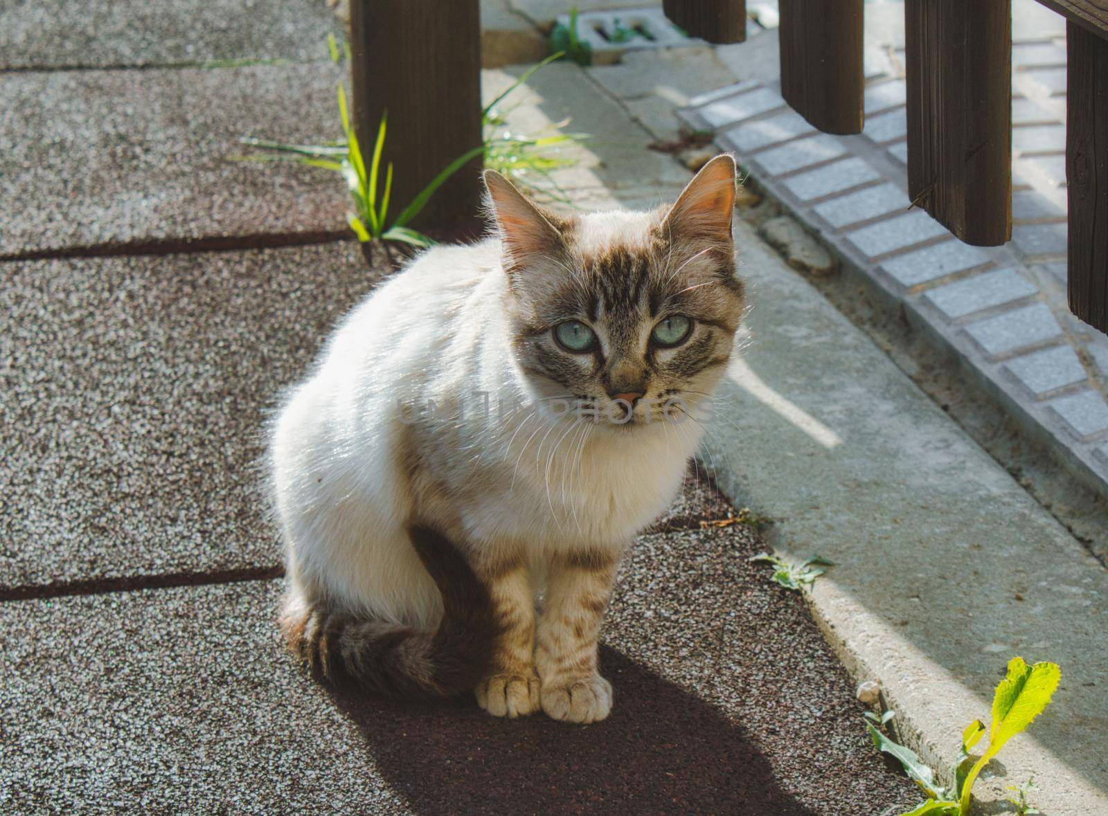 Cute kitten with blue eyes looking at the camera outdoors in a park