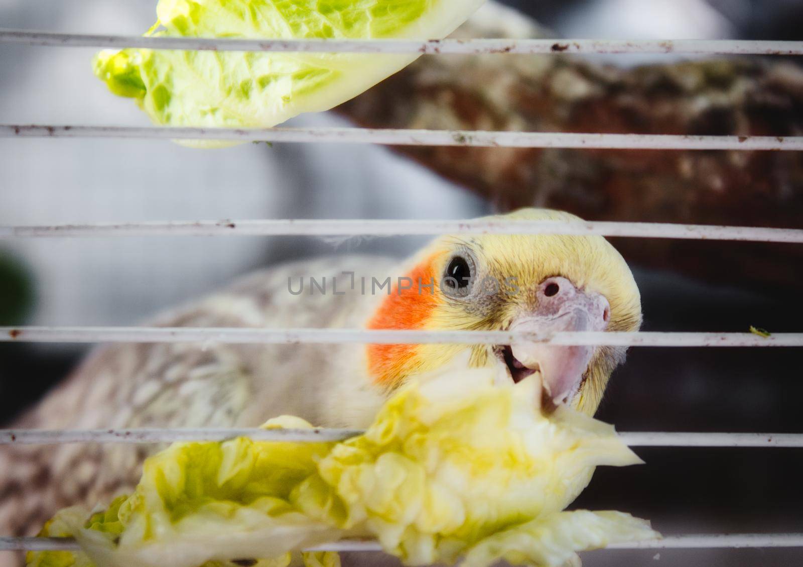 Cockatiel (Nymphicus hollandicus) in a cage nibbling on a piece of lettuce through the bars