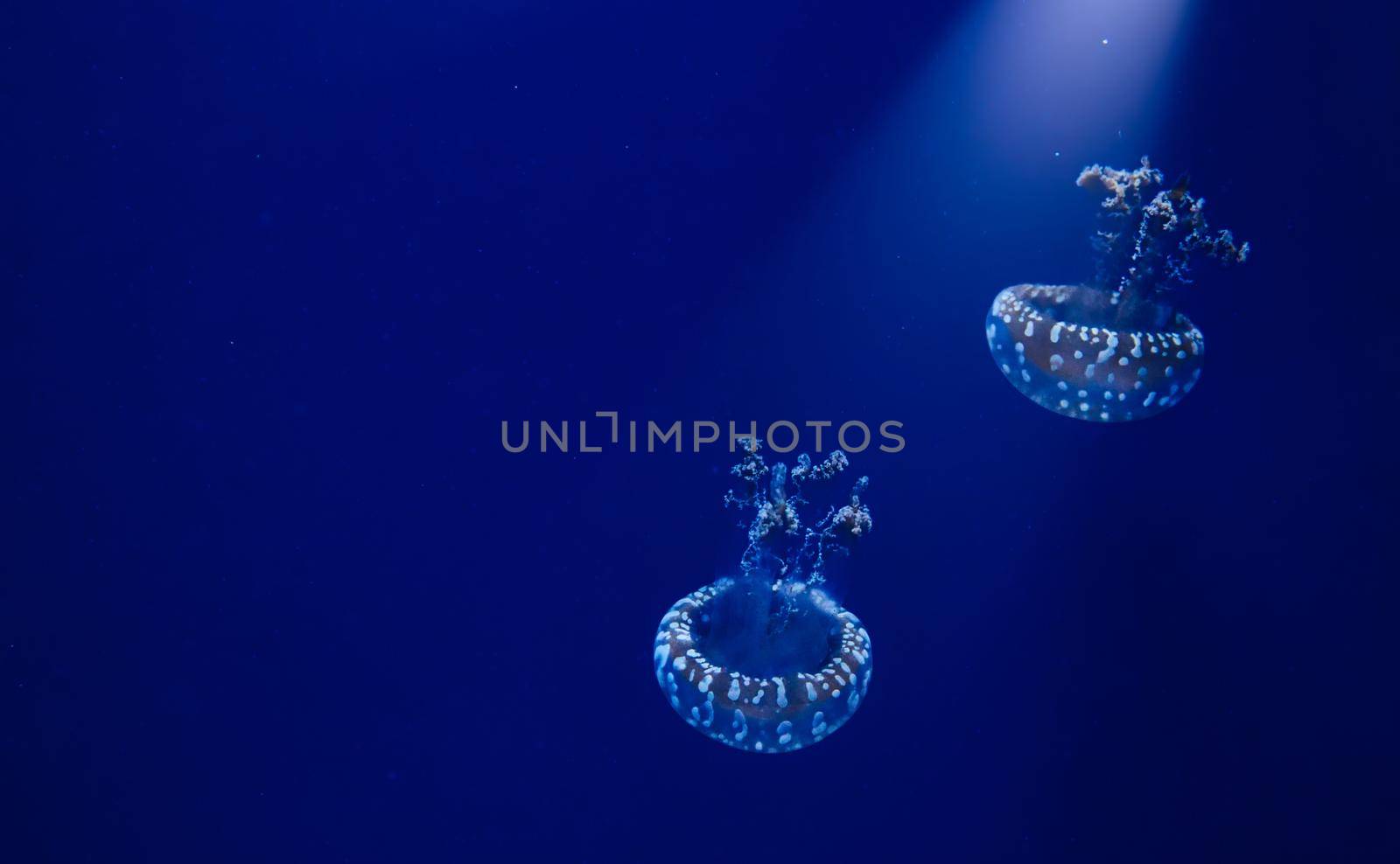 A pair of white spotted jellyfish floating in blue water with a spotlight shining down from above