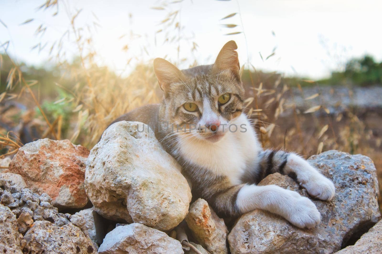 Cute tabby cat looking at the camera resting on rocks in the countryside with the sun's rays in the background