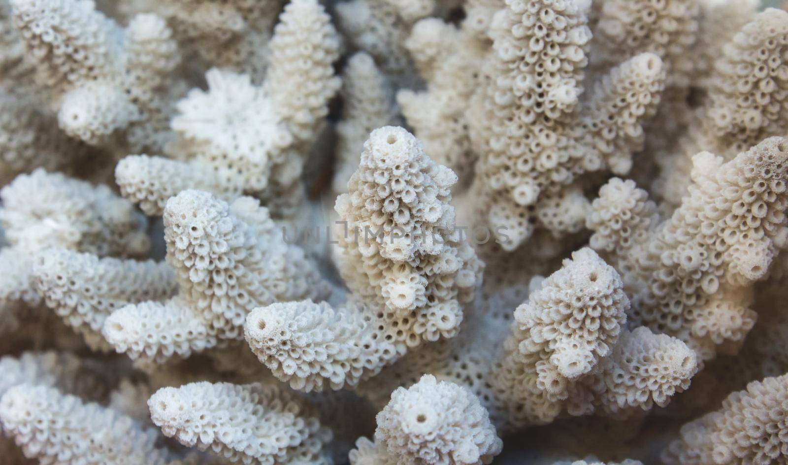 Close up of white coral reef