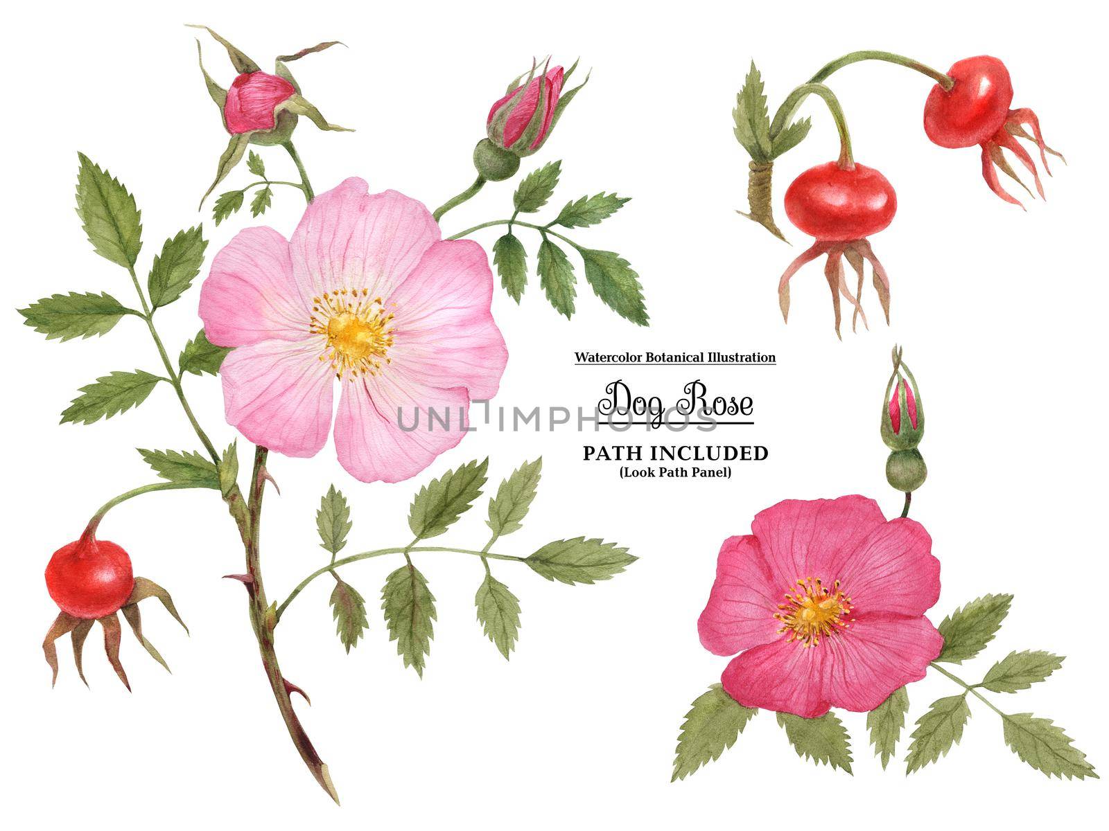 Watercolor illustration Wild Rose (Cinnamon Rose) flower, fruit and buds on a branch. Isolated, path included