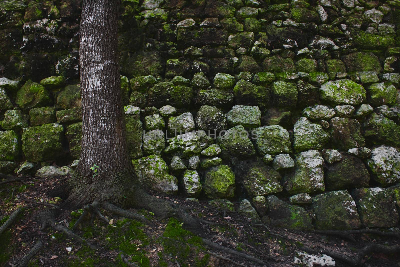 A tree in the forest against an old rural stone wall with green moss