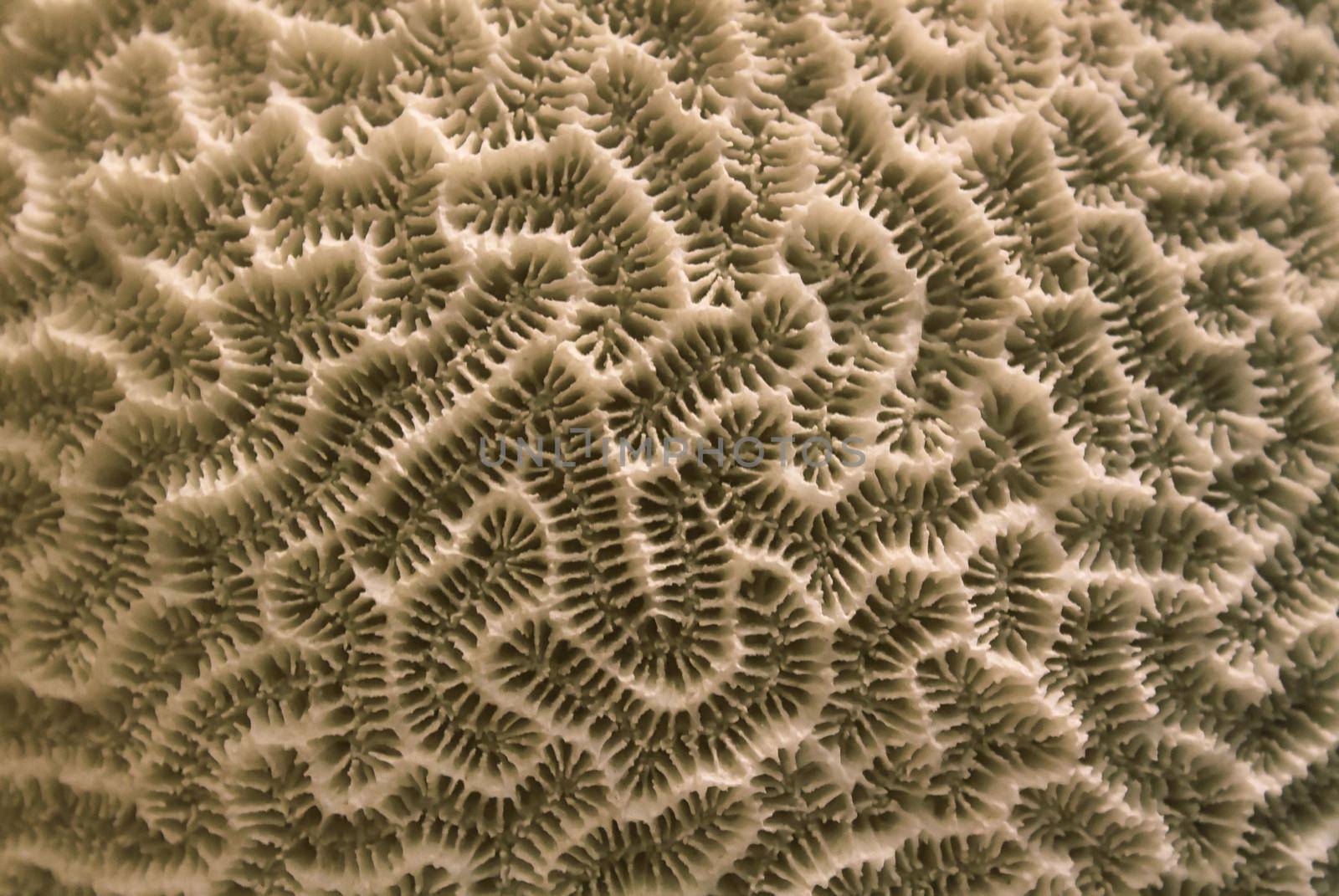 Close up of brain coral