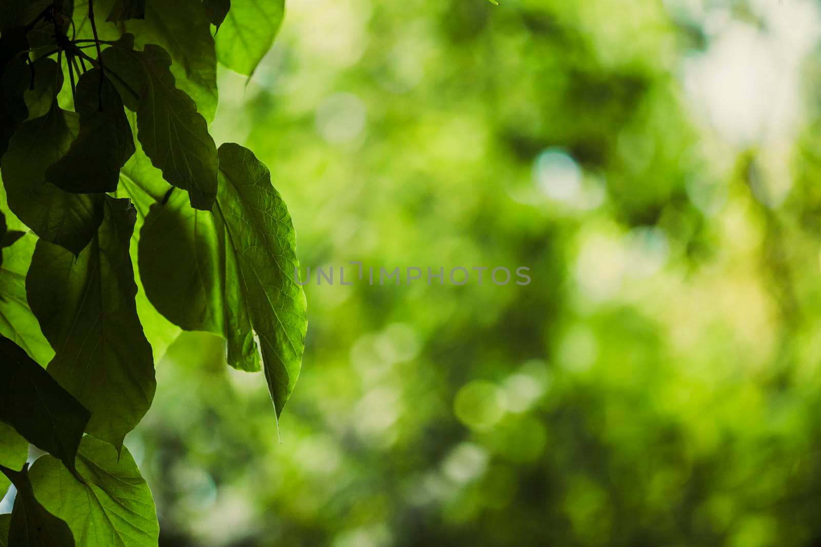 beautiful tree in the park close up