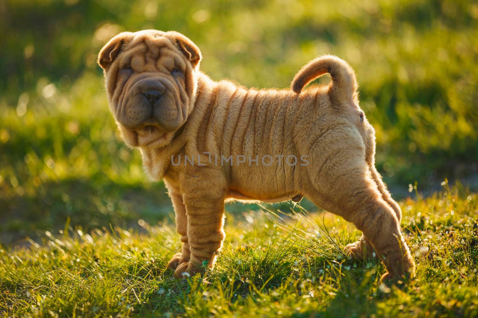 Shar Pei puppy stands on the lawn and looks out for something