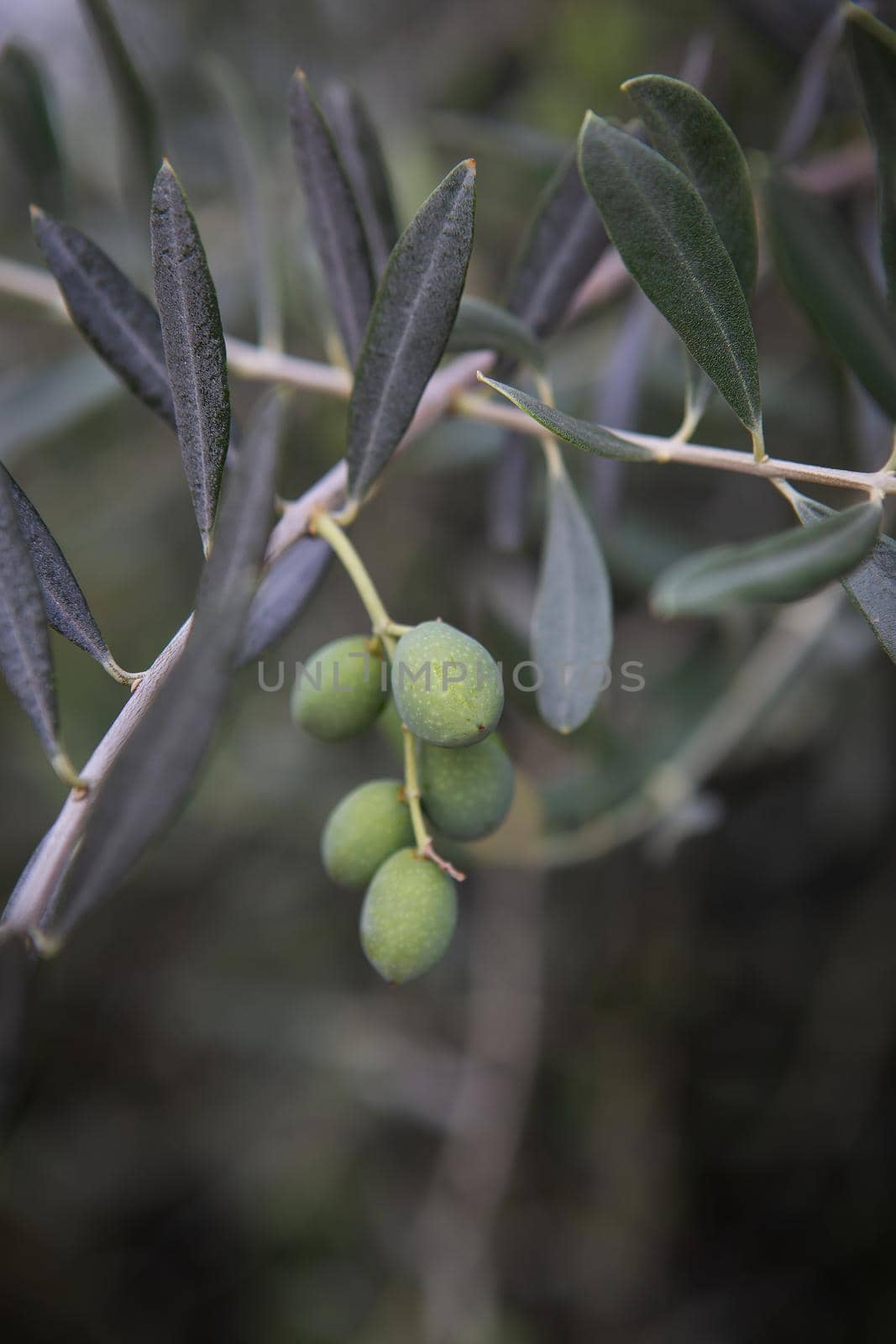 Olive bush. Fruits of green olives on a bush. Close-up. by sfinks