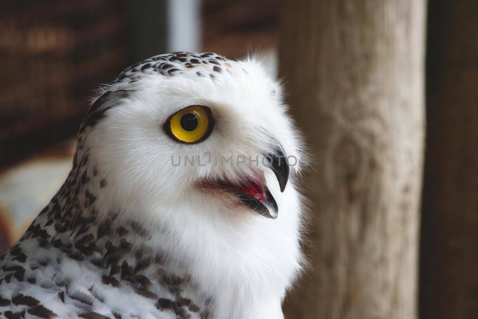 Close-up of a snowy owl (Bubo scandiacus) with big yellow eye and open beak