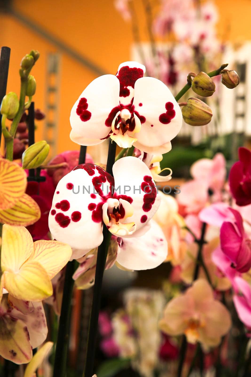 Beautiful and colorful white and pink Phalenopsis Orchid plants in the garden in Spring under the sun