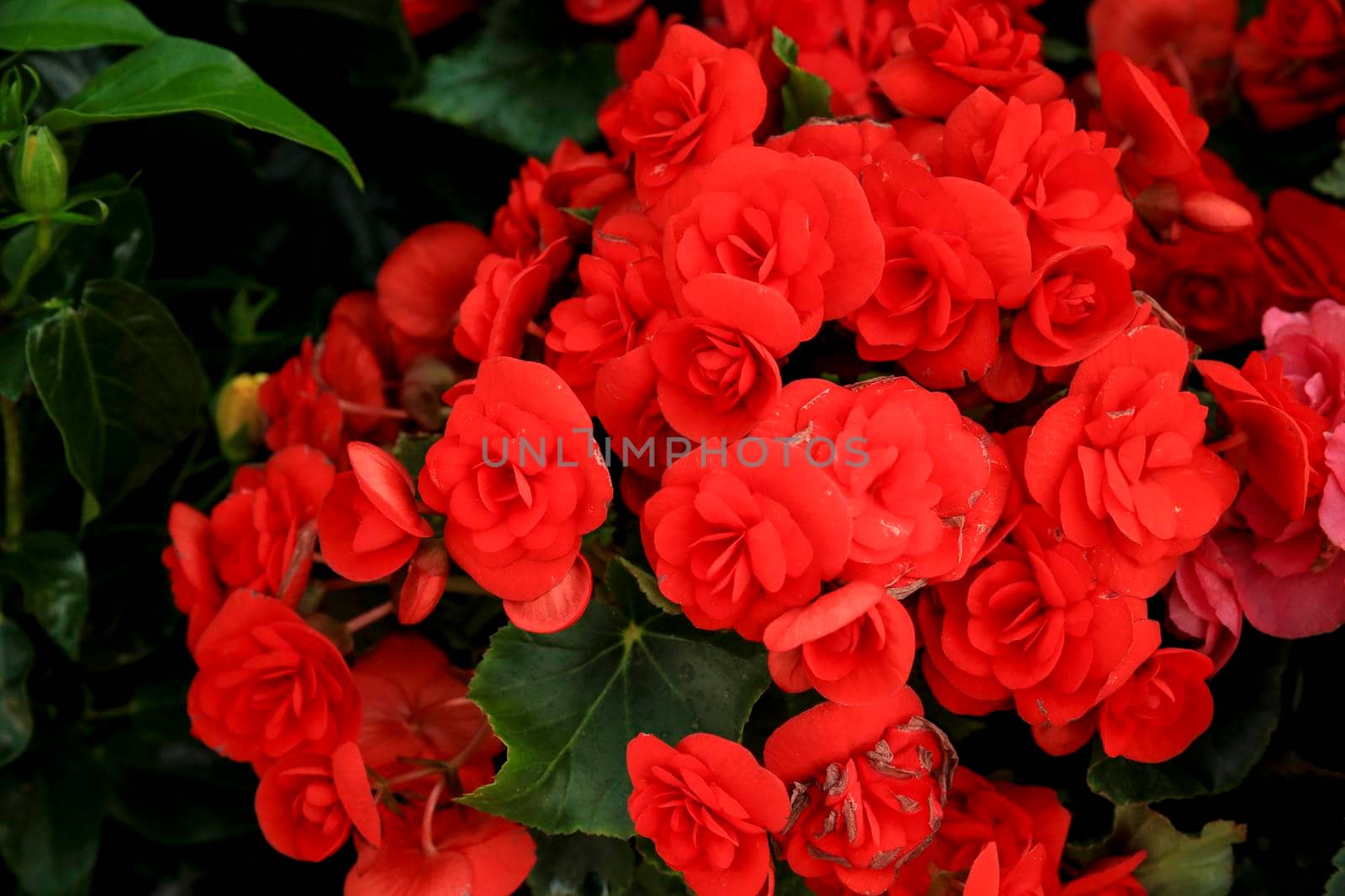 Red Begonia Evansiana Andrews plants in the garden by soniabonet