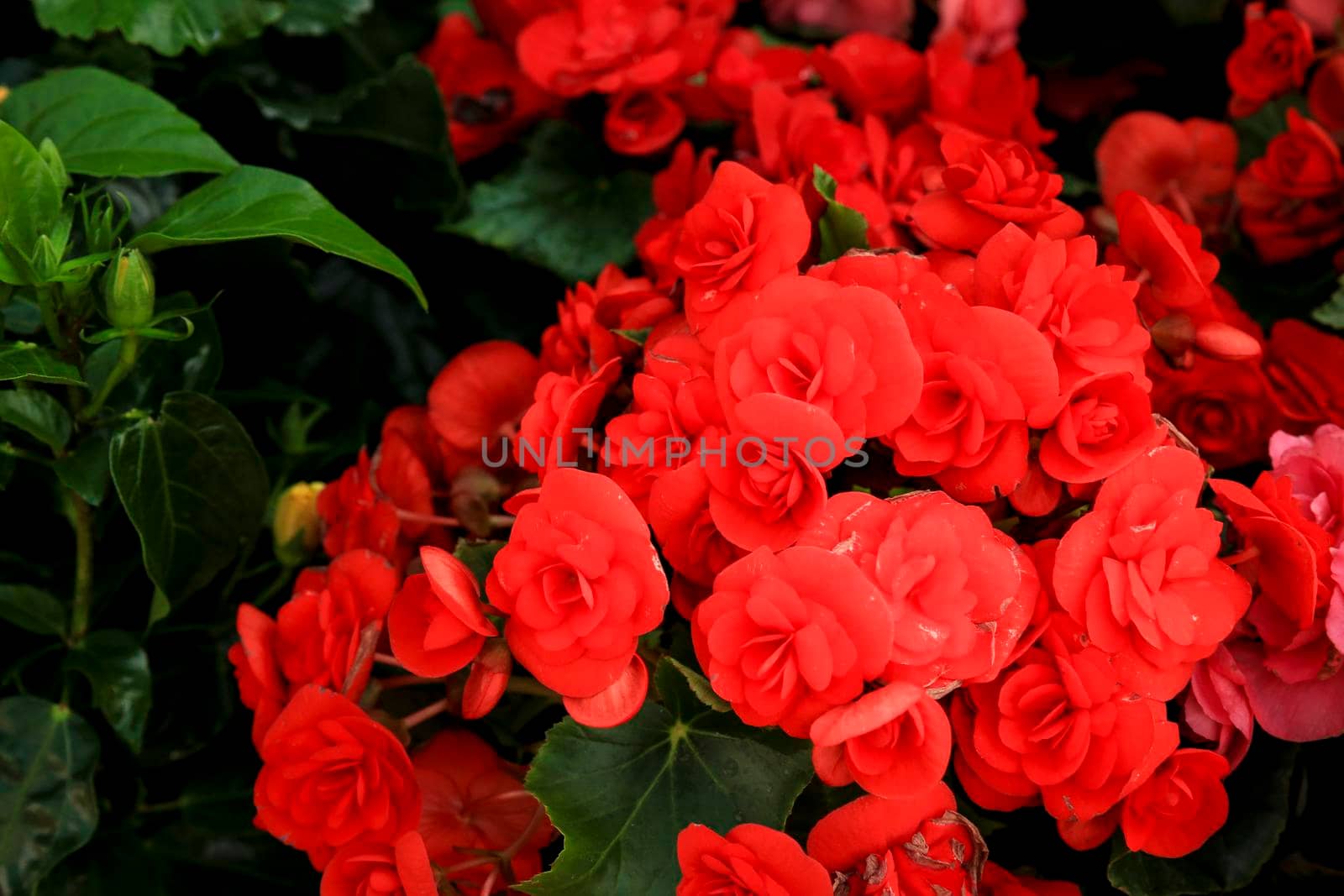 Red Begonia Evansiana Andrews plants in the garden by soniabonet