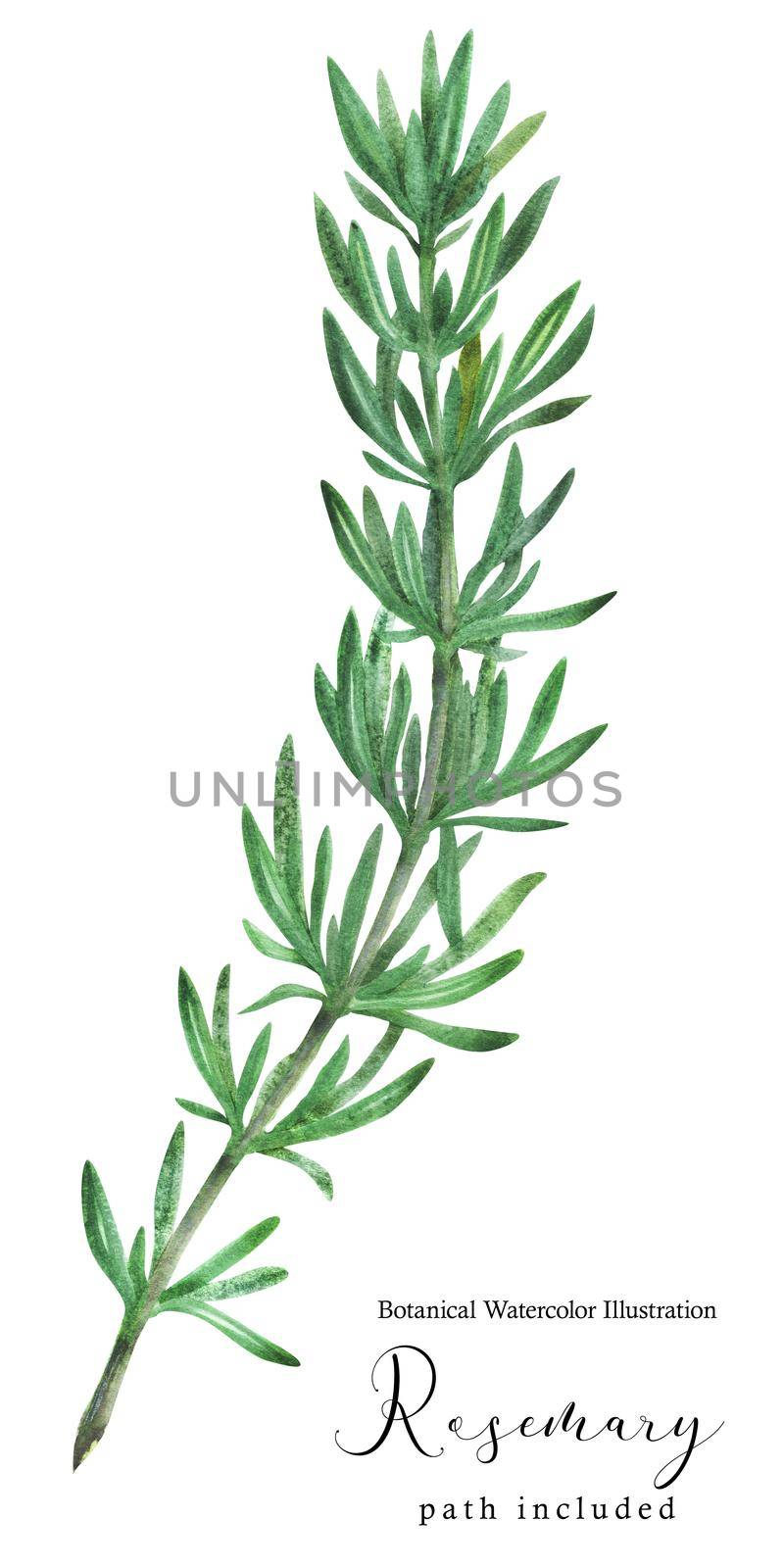 Rosemary green stem branch. Botanical watercolor illustration, path included