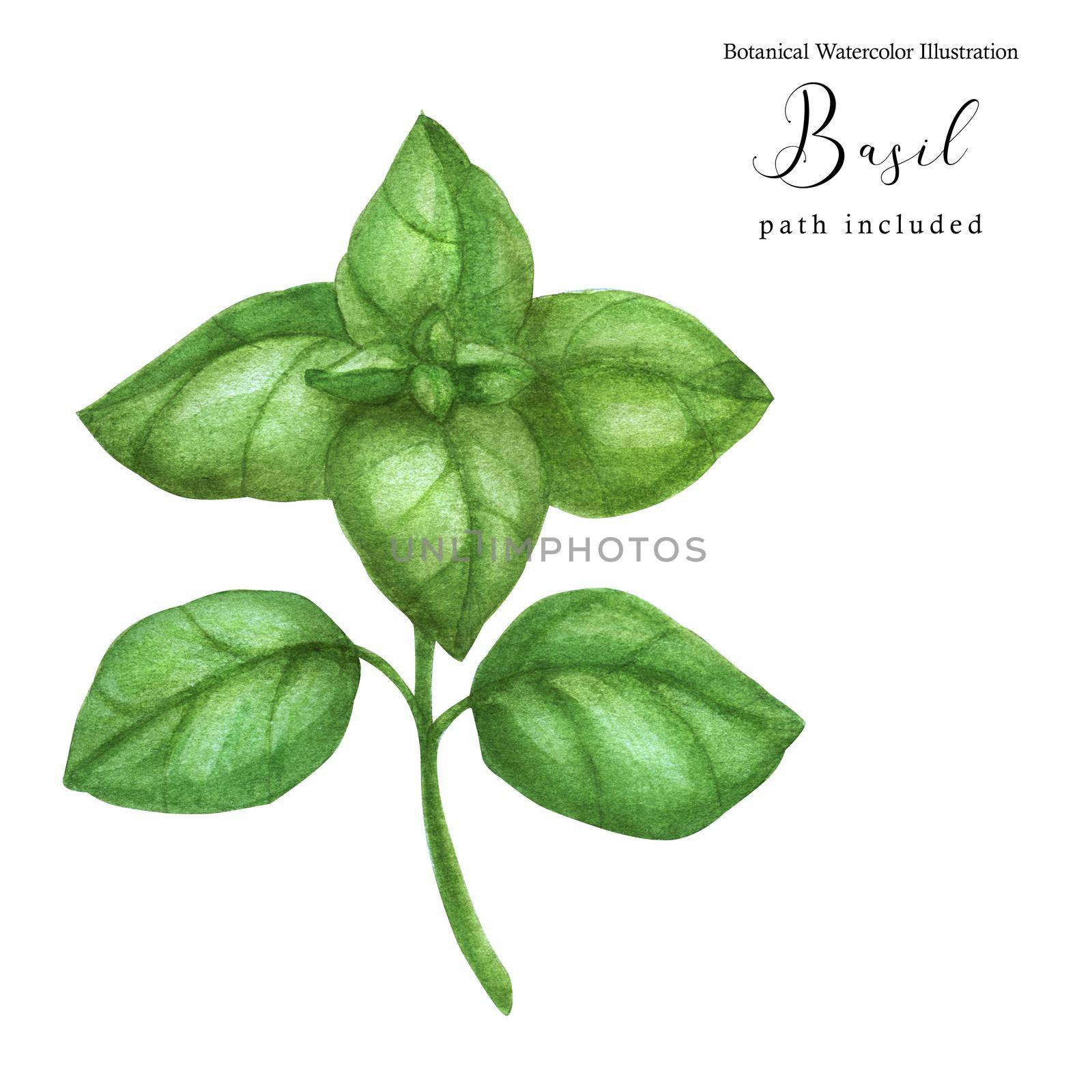 Fresh basil green branch. Botanical watercolor illustration, path included