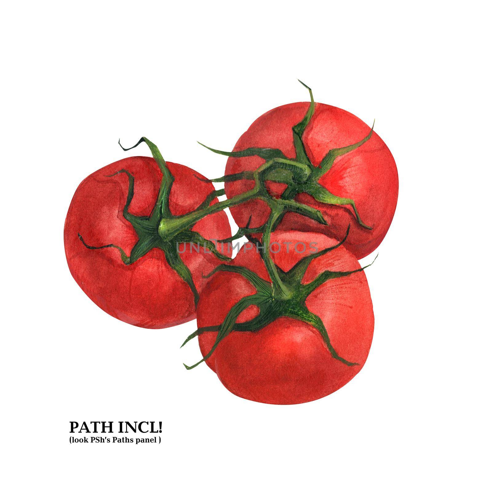 Watercolor botanical illustration. Tomatoes on a white background, path included.