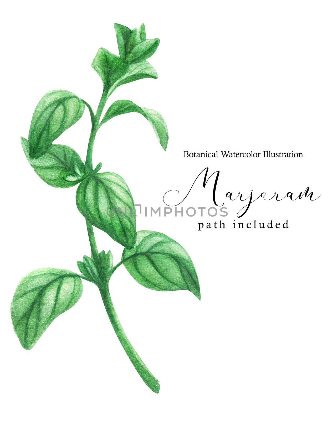Marjoram green stem branch. Botanical watercolor illustration, path included
