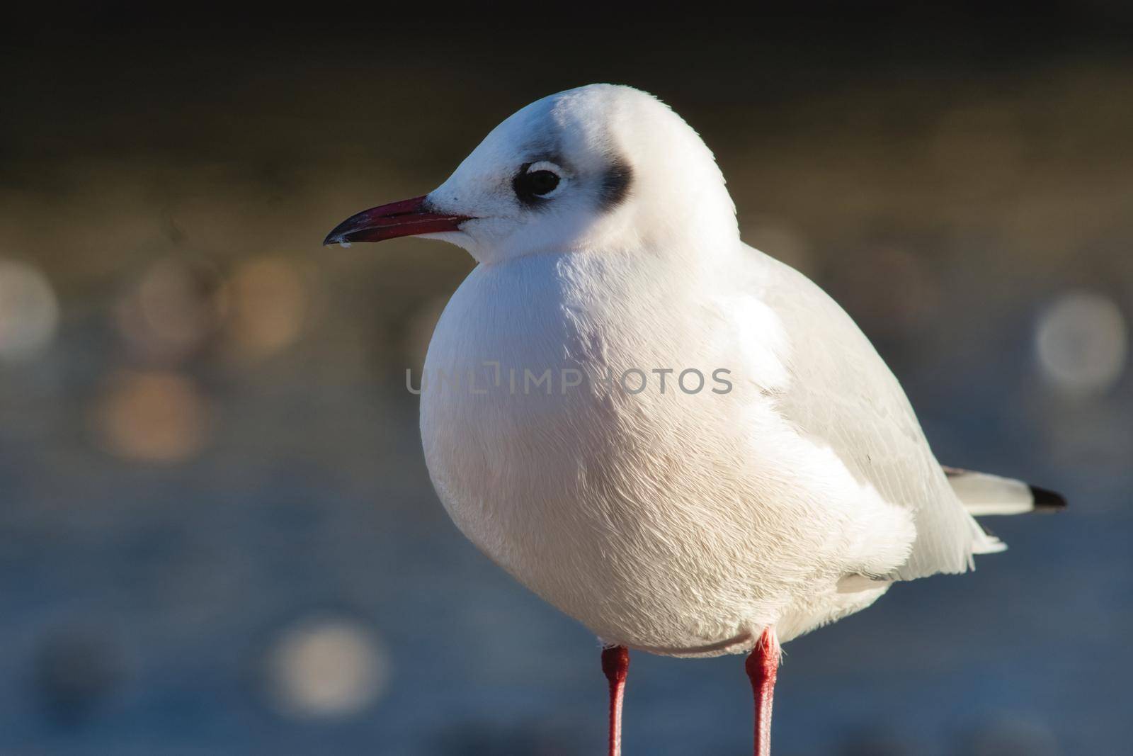 Closeup portrait of a red-billed gull at the seaside