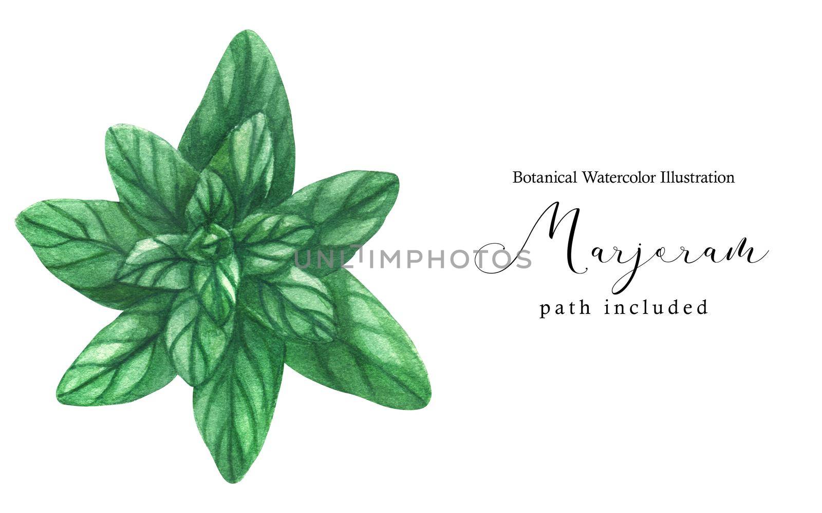 Marjoram green stem branch. Botanical watercolor illustration, path included